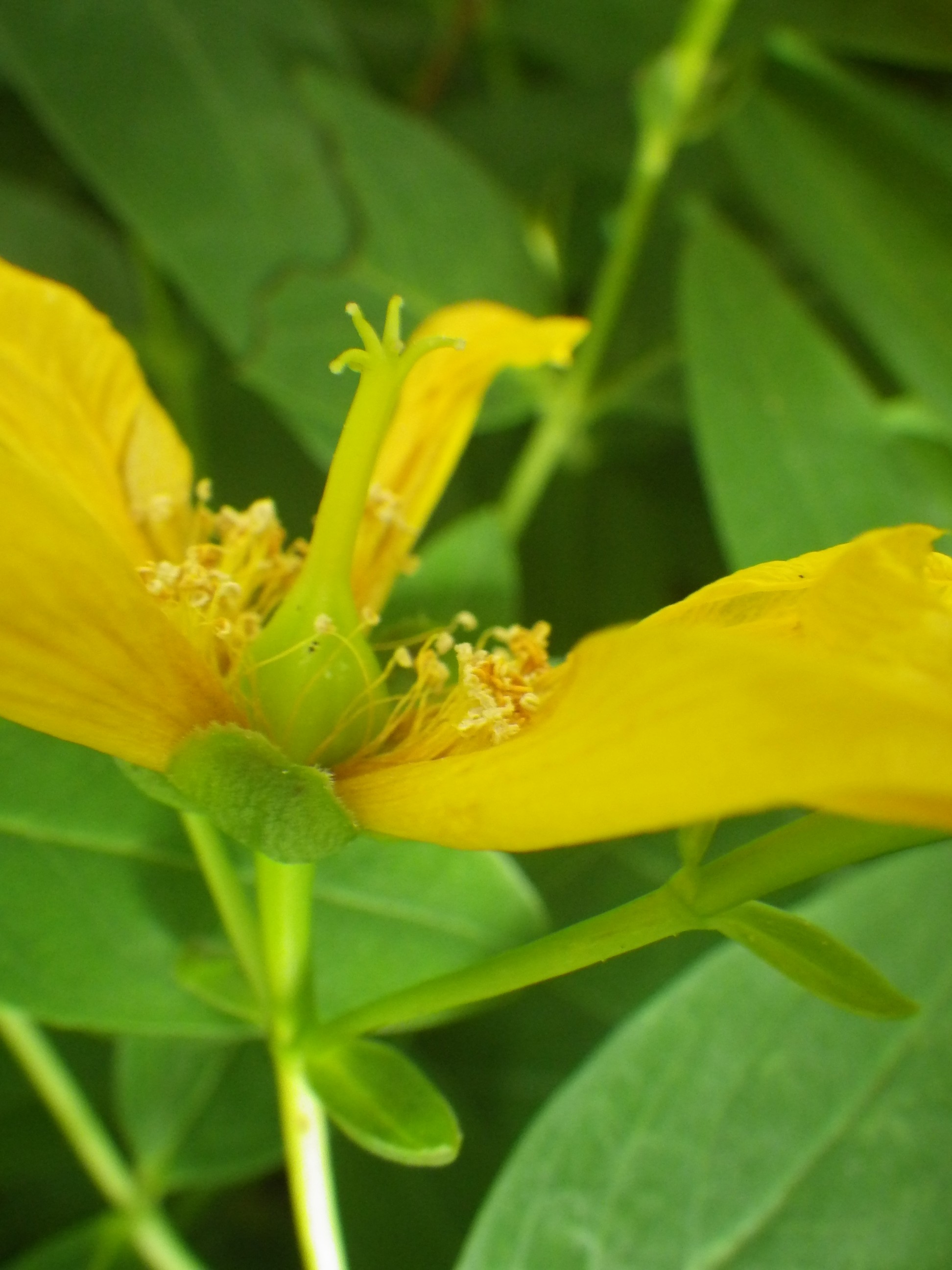 キンシバイの花
