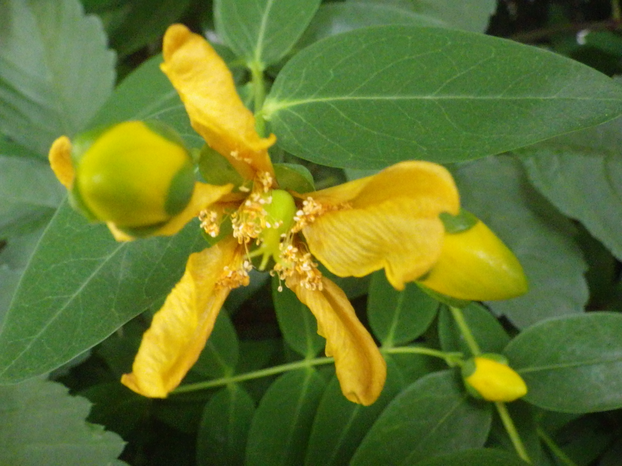 キンシバイの花