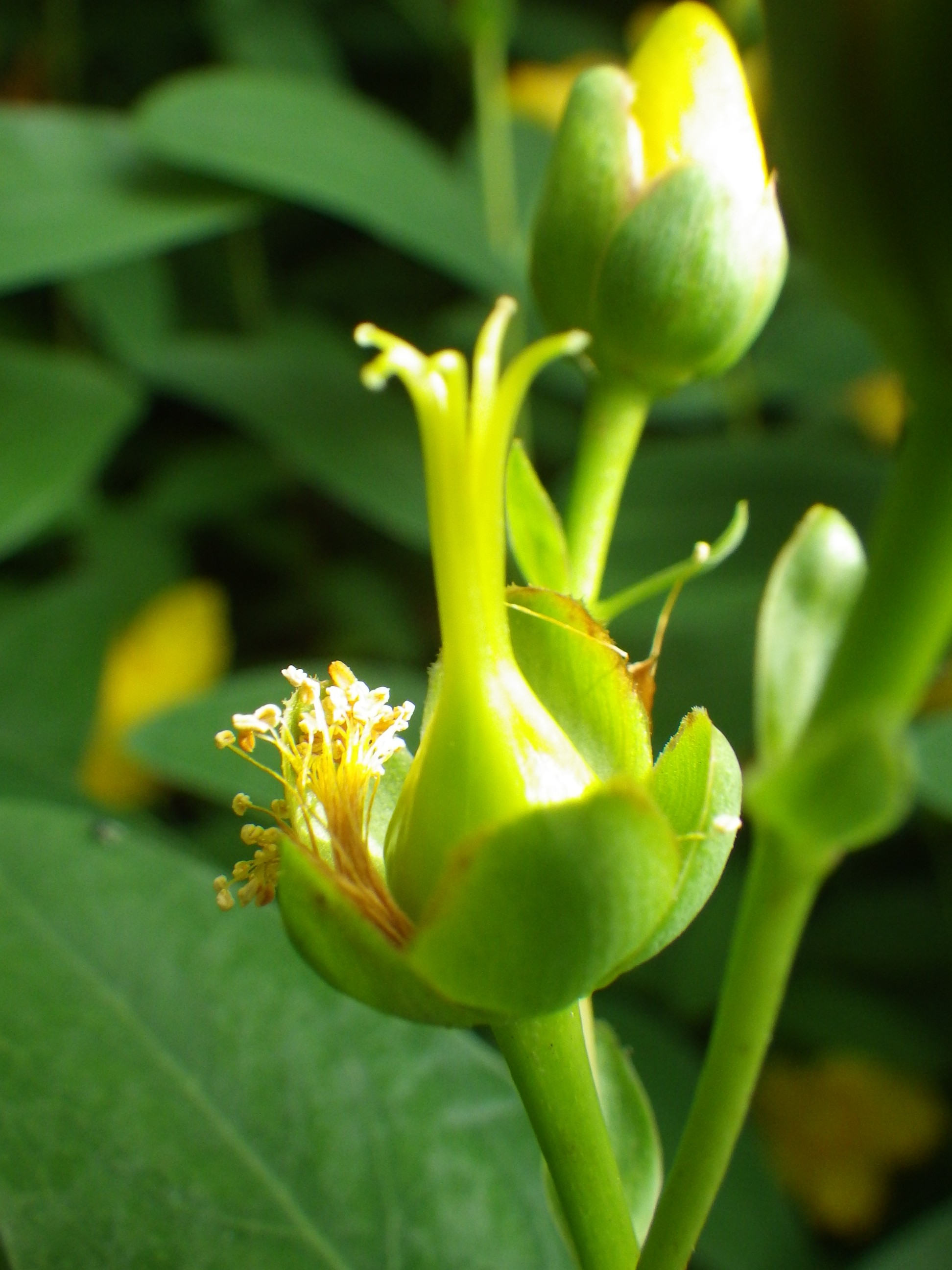 キンシバイの花